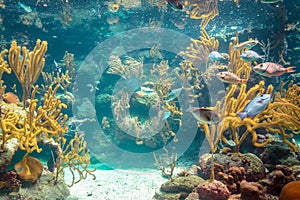 Coral reef and its inhabitants in a natural habitat