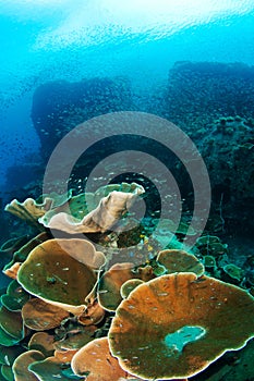 Coral reef in Koh Chang, Thailand photo