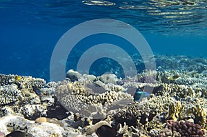 Coral reef landscape under water