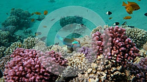 Coral Reef Life Scene with Parrot Fish, Red Sea