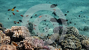 Coral Reef Life Scene, Red Sea