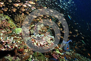 Coral Reef Life South Ari, Maldives photo