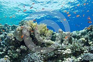 Coral reef with lyretail anthias