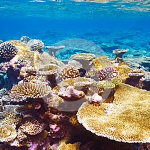 Coral reef at Maldives