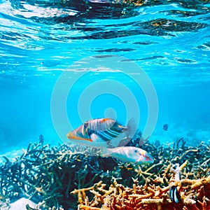 Coral reef at Maldives