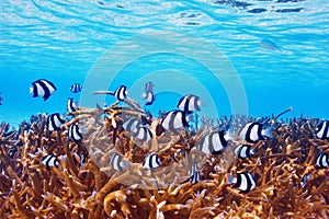 Coral reef at Maldives