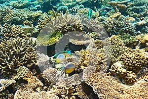 Coral reef at Maldives