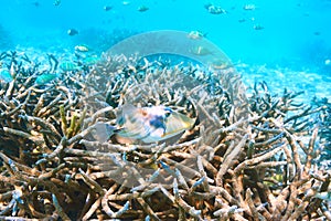 Coral reef at Maldives