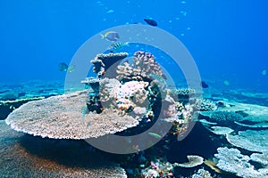 Coral reef at Maldives