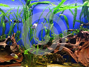 Coral reef marine life colorful tropical fish aquarium tank