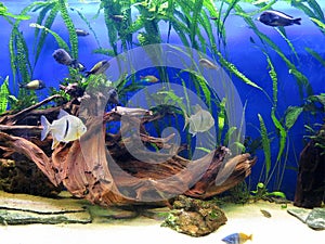 Coral reef marine life colorful tropical fish aquarium tank