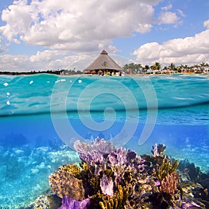 Coral reef in Mayan Riviera Cancun Mexico