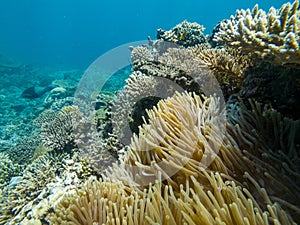 Coral reef in Mayotte Lagune, French territory.