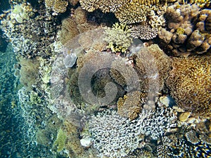 Coral reef in Mayotte Lagune, French territory.