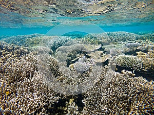 Coral reef in Mayotte Lagune, French territory.