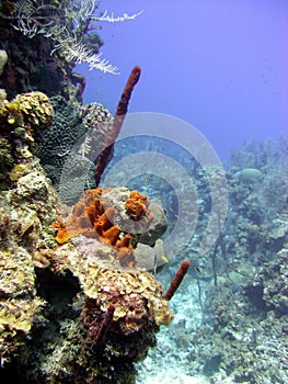 Coral reef mini wall