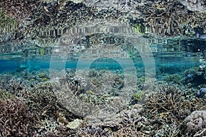 Coral Reef Mirrored in Surface