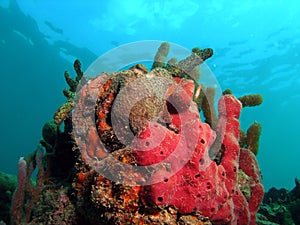 Coral Reef Mound