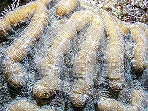 Coral reef with mushroom corals