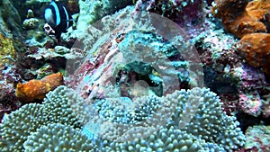 Coral reef, nature and crab underwater in ocean for aquatic environment, ecosystem and wildlife. Travel, seascape and