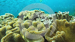 Coral reef, ocean and environment with fish by underwater, natural seaweed and sustainable plants. Nature, tropical