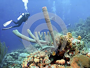 Coral Reef off Aruba w/ Large Tube Sponges photo