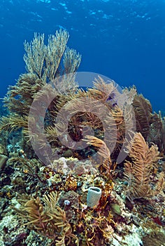 Coral reef off coast of Honduras