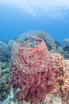 Coral reef off coast of Roatan