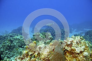 Coral reef and parrotfish