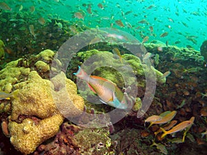 Coral Reef and Parrotfish