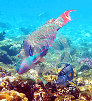 Coral reef with a Parrotfish feeding