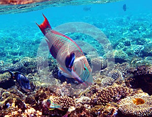 Coral reef with a Parrotfish feeding