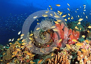 Coral Reef Pescador Island photo