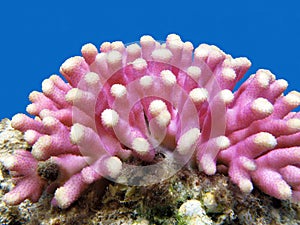 Coral reef with pink finger coral, underwater