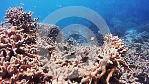 Coral reef, plants and fish in sea with nature in tropical environment or underwater ecology. Ocean, landscape and