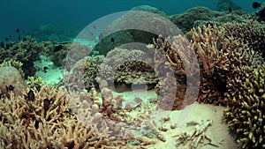 Coral reef with plenty fish and a Bluepoint Stingray 4k