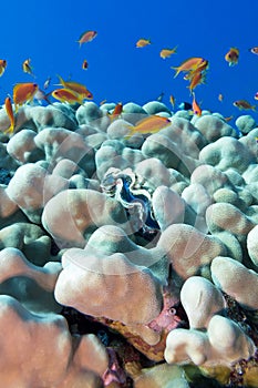 Coral reef with porites corals , blue and exotic fishes ant