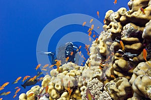 Coral reef with porites corals, exotic fishes anthias and girl diver at the bottom of tropical sea