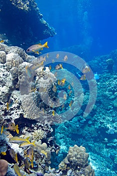 Coral reef with porites corals and goatfishes at the bottom of tropical sea