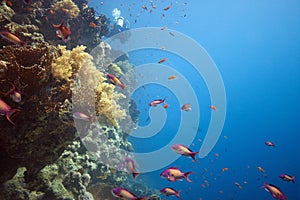 Coral reef with Pseudanthias squamipinnis