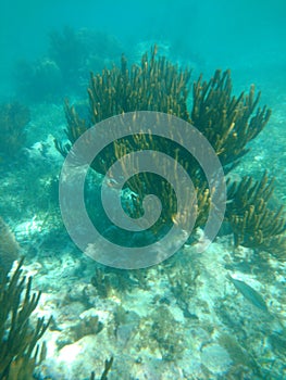 Coral reef Puerto Morelos Mexico