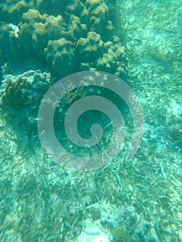 Coral reef Puerto Morelos Mexico