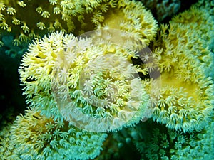 Coral reef with Pulsing polyp coral in tropical sea, underwater