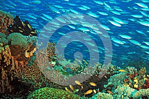 Coral Reef Raja Ampat