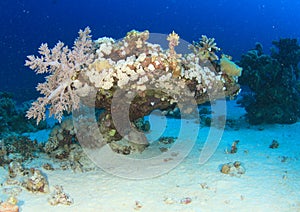 Coral reef in Red Sea