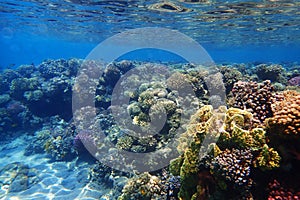 Coral reef in Red Sea