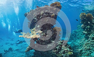 Coral reef in the Red Sea