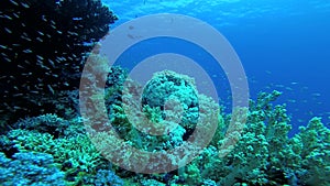 Coral reef in the Red Sea, Abu Dub. Beautiful underwater landscape with tropical fish and corals. Life coral reef.