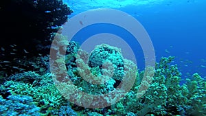 Coral reef in the Red Sea, Abu Dub. Beautiful underwater landscape with tropical fish and corals. Life coral reef.