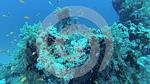 Coral reef in the Red Sea, Abu Dub. Beautiful underwater landscape with tropical fish and corals. Life coral reef.